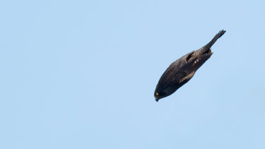 Fast As A Racing Car A Falcon Can Zigzag After Prey At 15 G