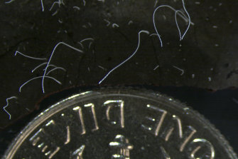 Thin strands of Thiomargarita magnifica bacteria cells next to a US dime coin. 