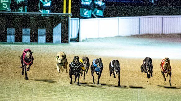 As greyhound racing gets more money, dogs still have plenty of friends