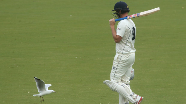 Victorian veteran Cameron White has been an inspiration for Ashes hopeful Will Pukovski.