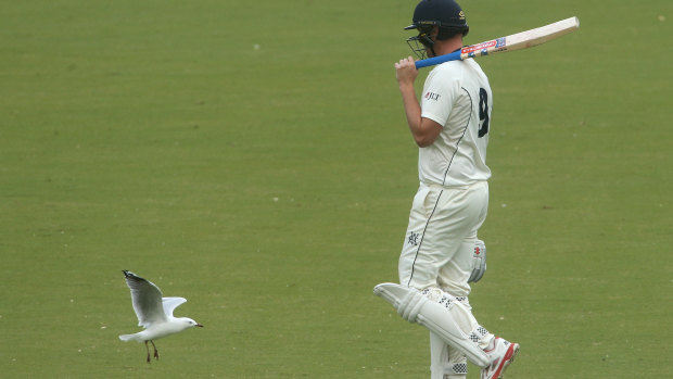 All over: Cameron White has likely played his last match for Victoria.