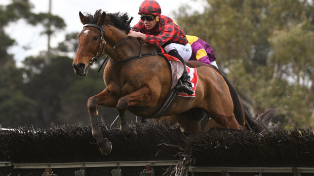 Leaps and bounds: Tallyho Twinkletoe jumps the second last hurdle on the way to a flying finish.