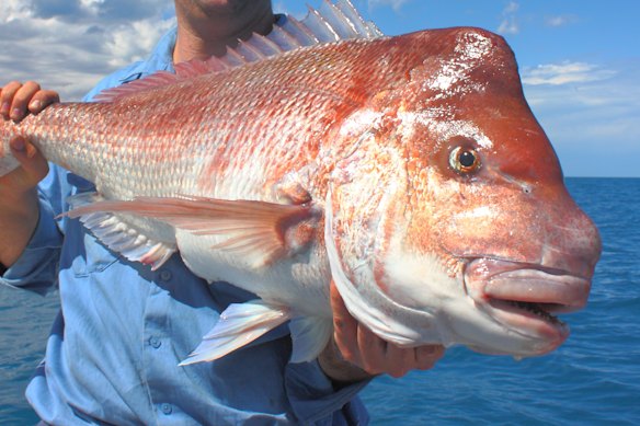 Demersal fish like snapper are off-limits for recreational anglers and commercial fishers in WA as of the start of the year.