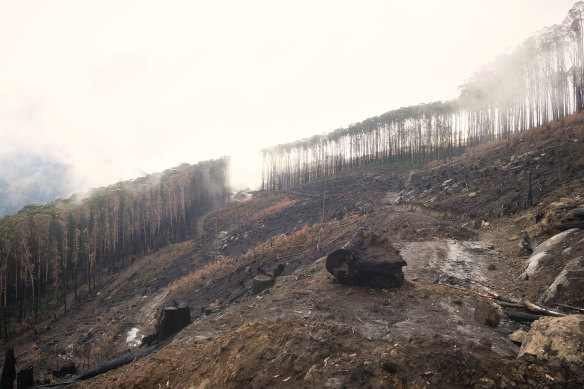 A logging coupe at Rubicon, in the central highlands of Victoria. 