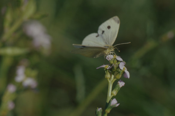 A cabbage butterfly.