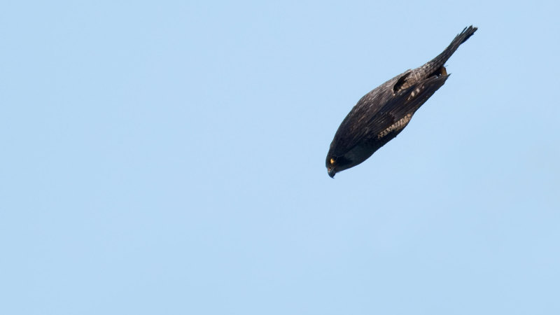 Fast As A Racing Car A Falcon Can Zigzag After Prey At 15 G