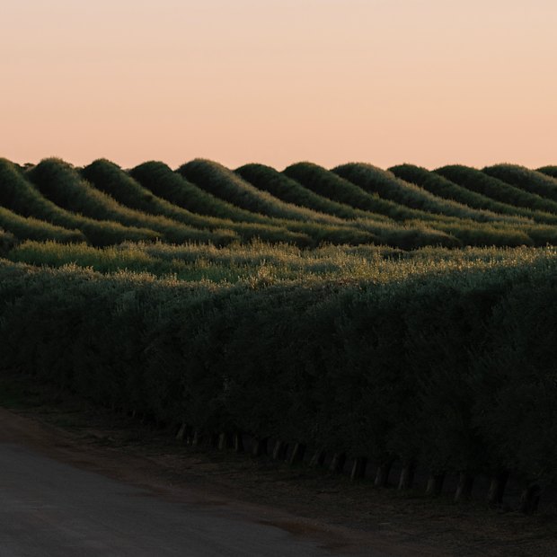 Boundary Bend is one of Cobram Estate Olives’ main groves. The company will harvest 40 billion olives this year.