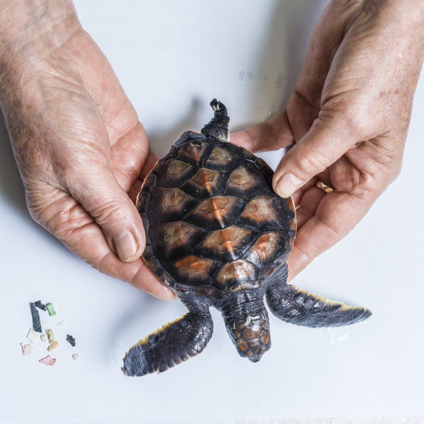 Taronga Zoo is building two new veterinary hospitals to help care for injured creatures, such as this baby green turtle who is missing a flipper.