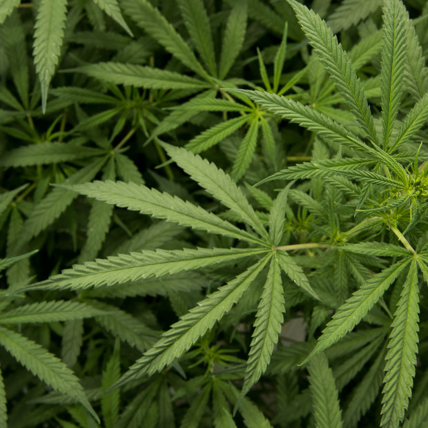 Cannabis plants at Little Green Pharma's WA facility.