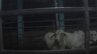 There are more than 500 approved facilities for housing and slaughtering Australian cattle in Indonesia.