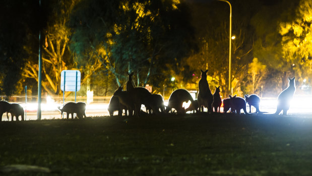 More kangaroos are moving into suburban Canberra.