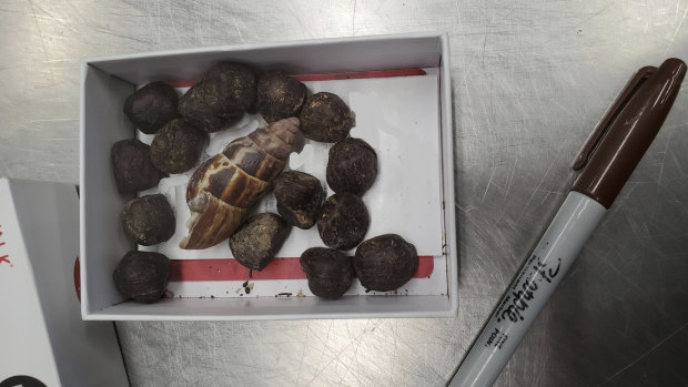 A small box of giraffe faeces that was confiscated from a passenger arriving from Kenya at Minneapolis-St. Paul International Airport.