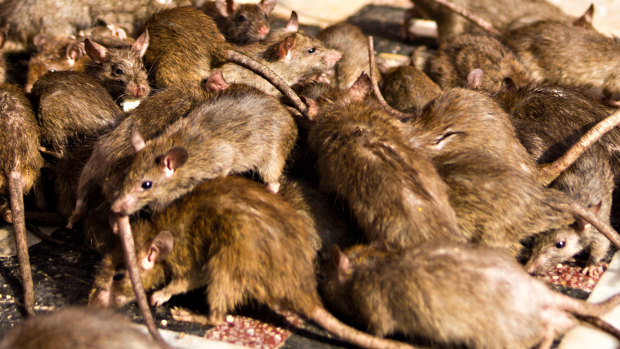 Swarms of rats can turn on each other in the fight for food.
