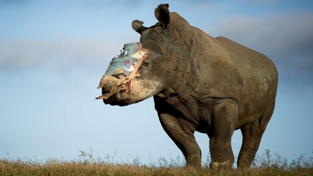 Hope, a four-year old rhino who survived a poaching attack thanks to dramatic intervention by specialist medical staff, recovers at Shamwari Game Reserve in the Eastern Cape, South Africa, in 2015. Hope was attacked by poachers, who darted her with tranquillising drugs and hacked off her horn, leaving her for dead. Major surgery was performed by Dr Gerhard Steenkamp of the University of Pretoria and a veterinary team to fit a protective plate to cover the wound.