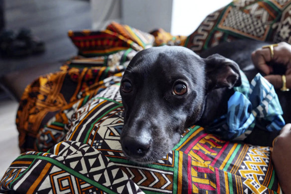 An expensive scent might harm your dog’s ability to navigate its world, veterinarians say. 