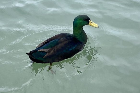 Seeing my favourite duck at the lake on my walk.