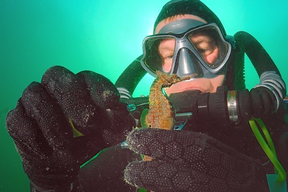 Dr David Harasti is a marine biologist who also works in seahorse conservation in Sydney.