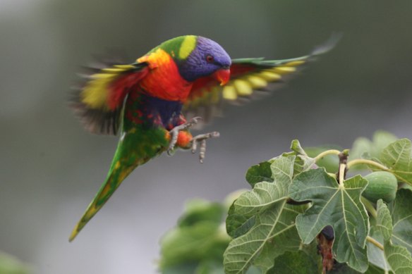 Rainbow lorikeets are well adapted to urban areas.