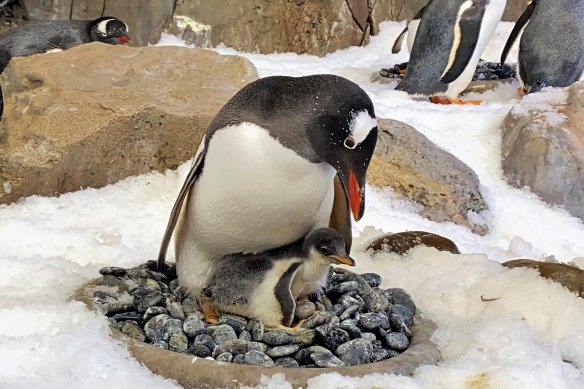 An adult gentoo penguin with a chick at Sea Life Melbourne Aquarium. 