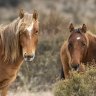 Aerial shooting culls thousands of horses in Kosciuszko