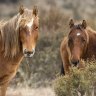 NSW and federal governments urged to act on feral horses in high country