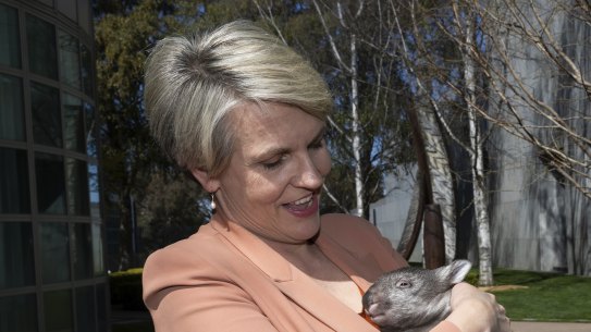 Environment Minister Tanya Plibersek holds a wombat during a Threatened Species Day in September.