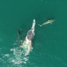 Warning as video shows shark frenzy on dead humpback