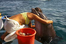 Scientists predict a WA population of about 350 dolphins could dwindle to just eight within the next 100 years.