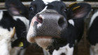 The pace of testing will depend on whether virus is detected in initial sampling, said Rosemary Sifford, USDA’s chief veterinarian.