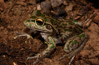 The motorbike frog, so known for the resemblance of its croaking to the two-wheelers, is also considered better able to survive in human-modified environments than most Australian frog species.
