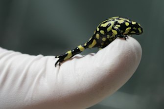 A corroboree frog. 