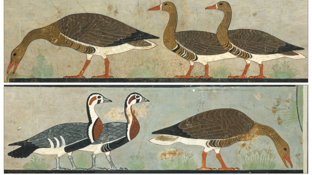 The Meidum Geese painting, with the unusual colourful birds in the lower left.