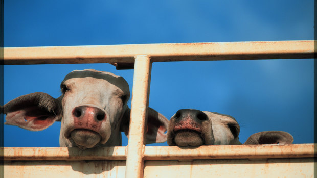 Cattle wait on a road train in Darwin to be loaded onto ships for live export.
