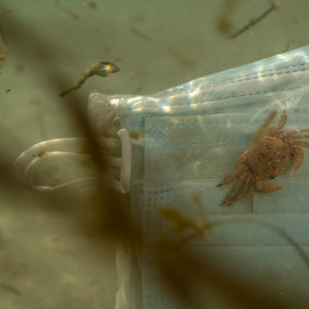 Pelagic crabs from the deep ocean caught in the face masks.