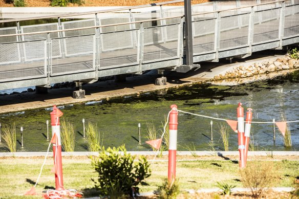 Water affected by the blue-green algae in the wetland.