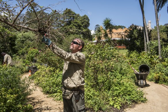 Vaucluse House gardener Craig Field cutting back plants that have suffered after being waterlogged during recent wet weather.