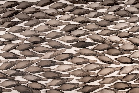 “It is a bitter irony that to study creatures, we kill them all,” says Abdullah. 