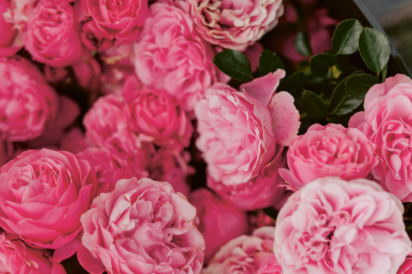 Floribunda roses are some of Starling and McCabe’s favourites.