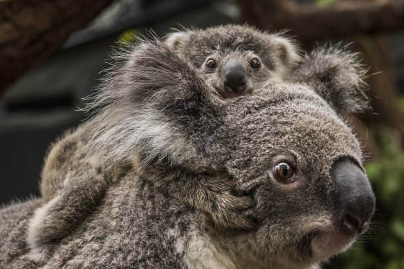 The koala has been listed as endangered in two states and the ACT.