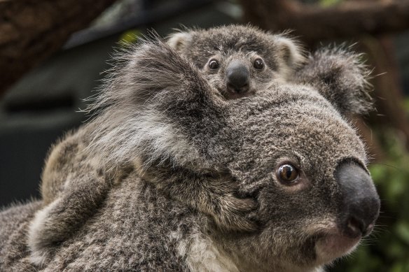 Australian native animals are in crisis but politicians aren't talking  about it
