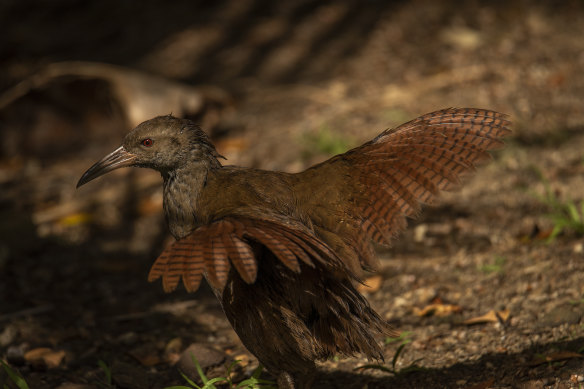 The Lord Howe woodhen faced extinction, but its population has since boomed.