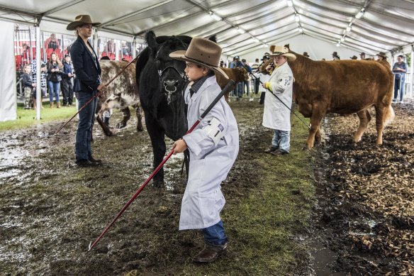 Seven-year-old Clayton Muscat at the judging of the junior cattle handler competition at the Sydney Royal Easter Show.