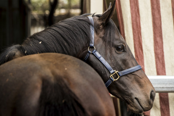 A public hearing into the feasibility of a national horse traceability register was held on Monday. 