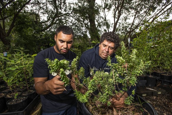 Peter Cooley, CEO of Indigrow, an Indigenous social enterprise and nursery that is trying to save one of Sydney’s critically endangered ecological treasures, the Eastern Suburbs Banksia Scrub. Peter is pictured with Tahi Williams-Forbes (left) with a rare Five Corners or Bush Lollies (Styphelia Viridis).