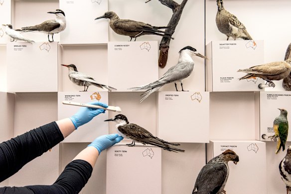 Birds on display at the Australian Museum.