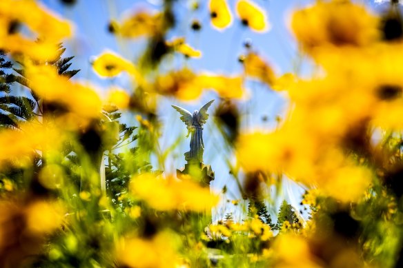 Yellow flowers in bloom at Waverley Cemetery.