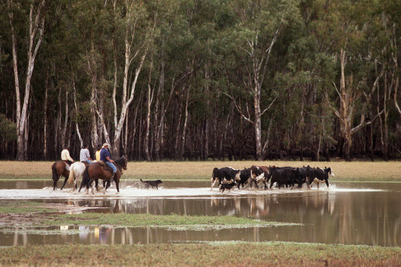 Mustering cattle.