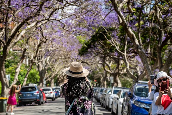 McDougall Street in Kirribilli has become a magnet for jacaranda fanciers.