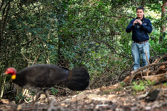 Birdlife Australia’s Dr Michael MacDonald said it was not yet clear what impact bird flu on some beloved species, such as the brush turkey, a macropod with limited range outside this country.