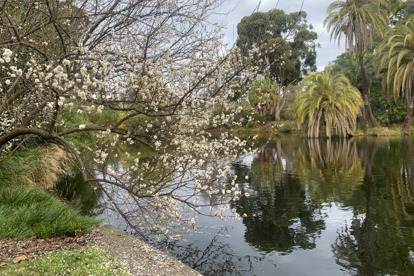  Prunus mume 'Alboplena' in blossom in the Royal Botanic Gardens Melbourne.
